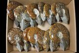 Lot: 5 - 7" Whole Polished Ammonite Fossils - 15 Pieces - #130189-1